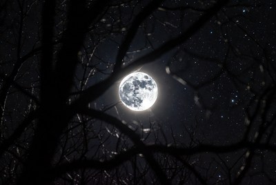 Full Moon Through Tree Branches