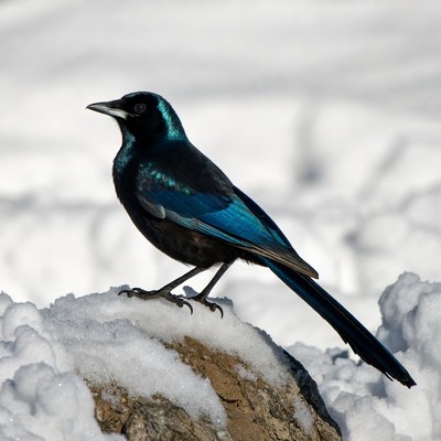 Blue Jay on Snowy Rock
