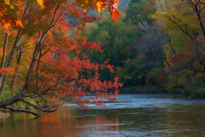 Autumn Trees by River