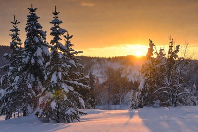 Snowy Pine Trees at Sunset