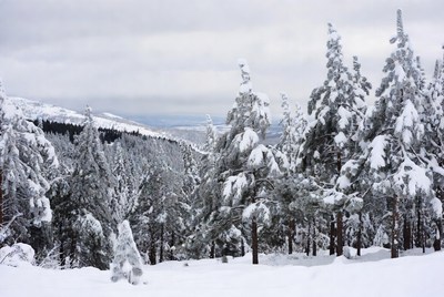 Snowy Pine Forest Landscape