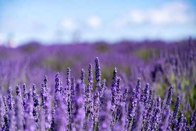 Lavender Field Under Blue Sky