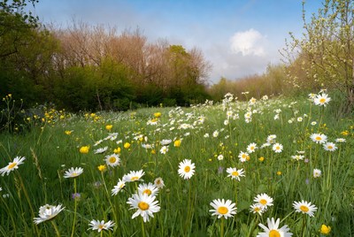 Daisy Flower Field in Spring