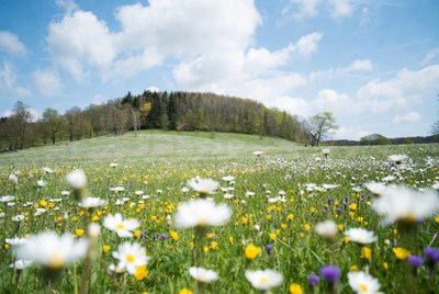 Daisy flower field with distant hill