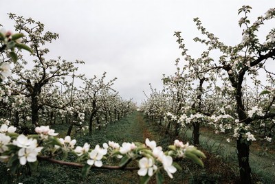 Blossoming Cherry Orchard Path