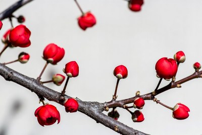 Red Flower Buds on Branches