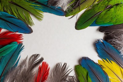Colorful Parrot Feathers on White Background