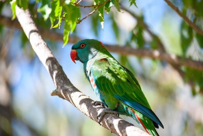 Green Rosella Parrot on Tree Branch