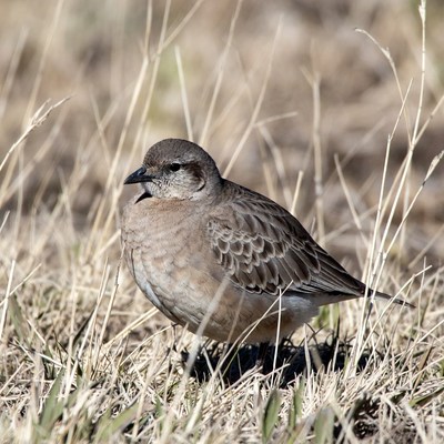 Brown bird in dry grass