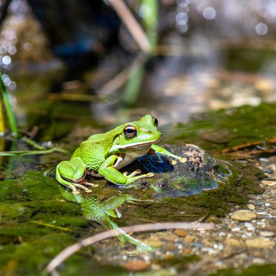 Green tree frog on rock