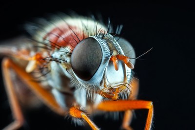 Close-up of hairy orange-eyed fly
