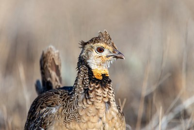 Closeup of ring-necked pheasant in grass