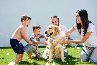 Family washing golden retriever dog