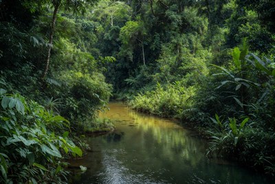 Tropical Stream in Dense Rainforest