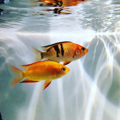 Two Goldfish Swimming Underwater