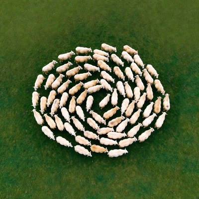 Sheep forming spiral on grass
