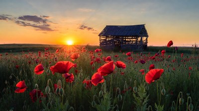 Poppy Field with Old Barn at Sunset