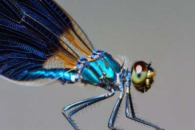 Blue Dragonfly on Gray Background