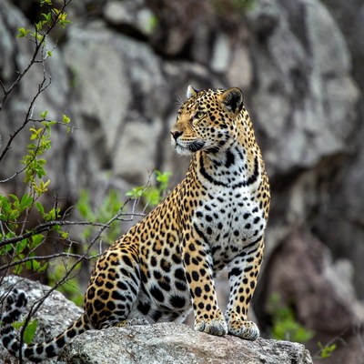 Jaguar sitting on rocky outcrop