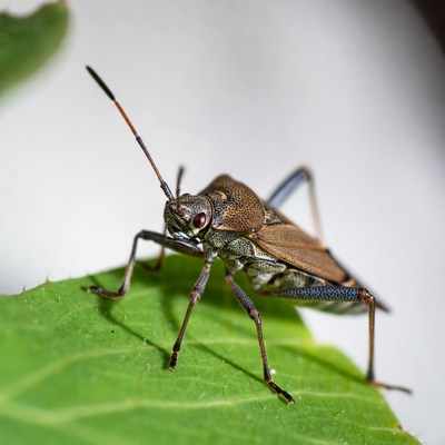 Brown Stink Bug on Leaf