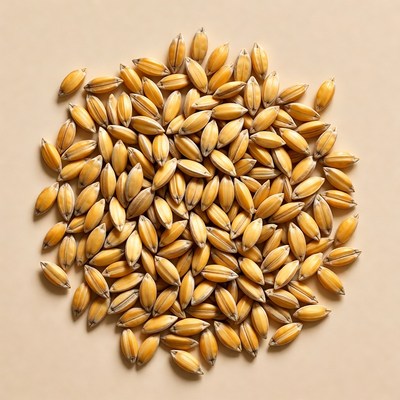 Pile of Whole Oats Grains