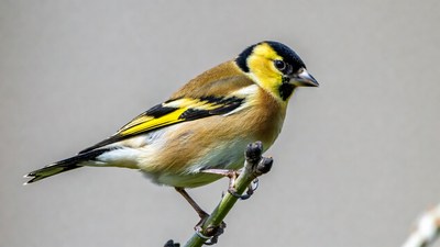 Goldfinch perched on branch