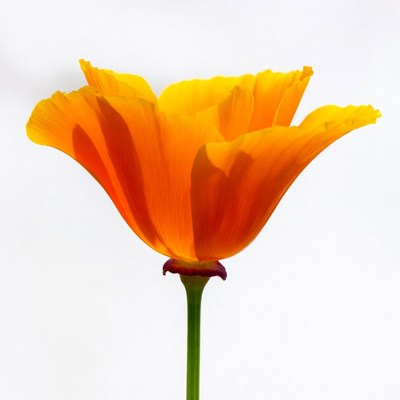 California Poppy Flower