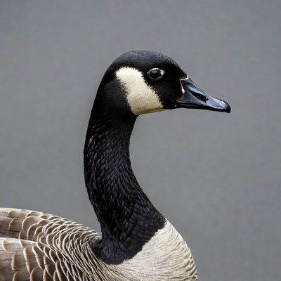 Canada Goose profile view