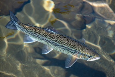 Rainbow Trout Swimming Underwater