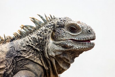 Closeup iguana on white background