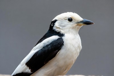 White-shouldered Fairywren Perched on Gray Background