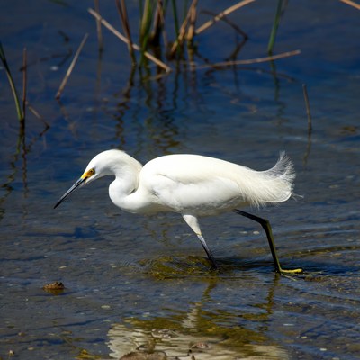 Snowy Egret wading in water