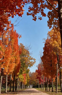 Autumn Trees Lining Dirt Path