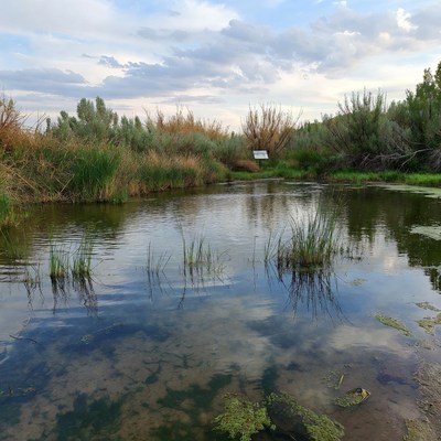 Scenic Marsh Pond with Reeds