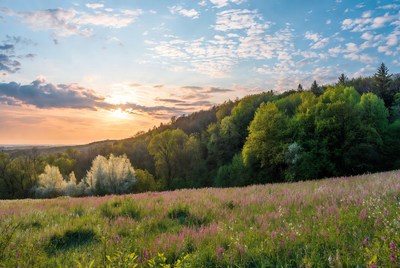Sunset over pink wildflower meadow