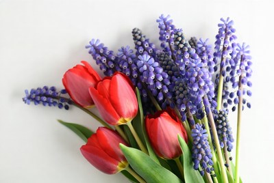 Red Tulips and Purple Hyacinths Bouquet