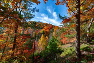 Autumn Forest with Vibrant Fall Colors