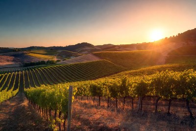 Vineyard Rows at Sunset