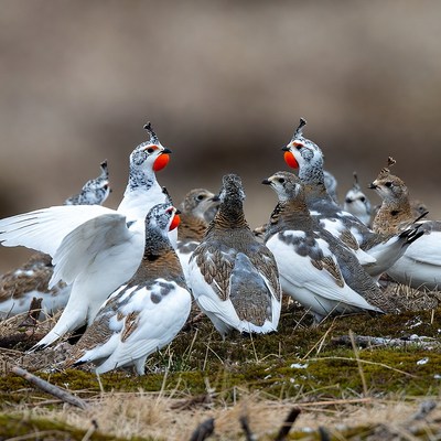 Group of Willow Ptarmigan in Snowy Grass