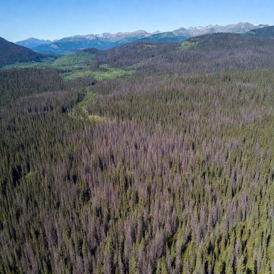 Purple Forest Mountains Aerial View