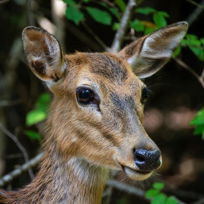 Fawn in green foliage