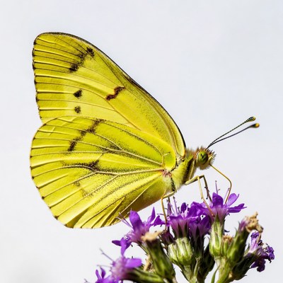 Yellow Butterfly on Purple Flowers