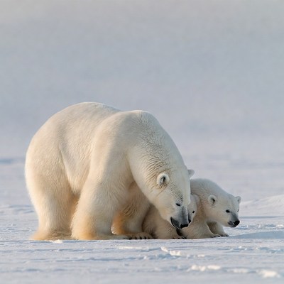 Mother polar bear with cubs on snow