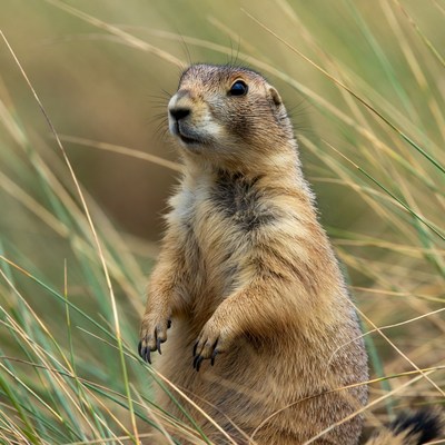 Groundhog standing in grass