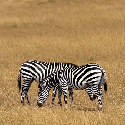Zebras grazing in savanna grass