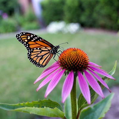 Monarch Butterfly on Pink Coneflower