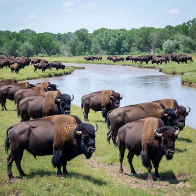 Herd of Bison by River