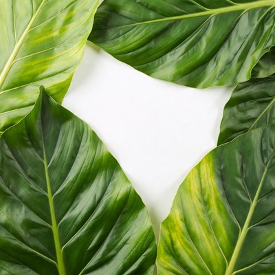 Green Philodendron Leaves Framing White Space