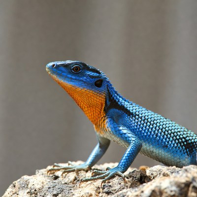 Blue lizard with orange throat on rock