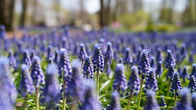 Purple Hyacinth Flowers in Field